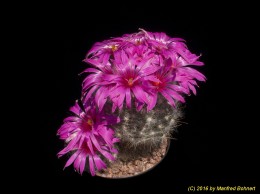 Mammillaria guelzowiana v. robustior 1334